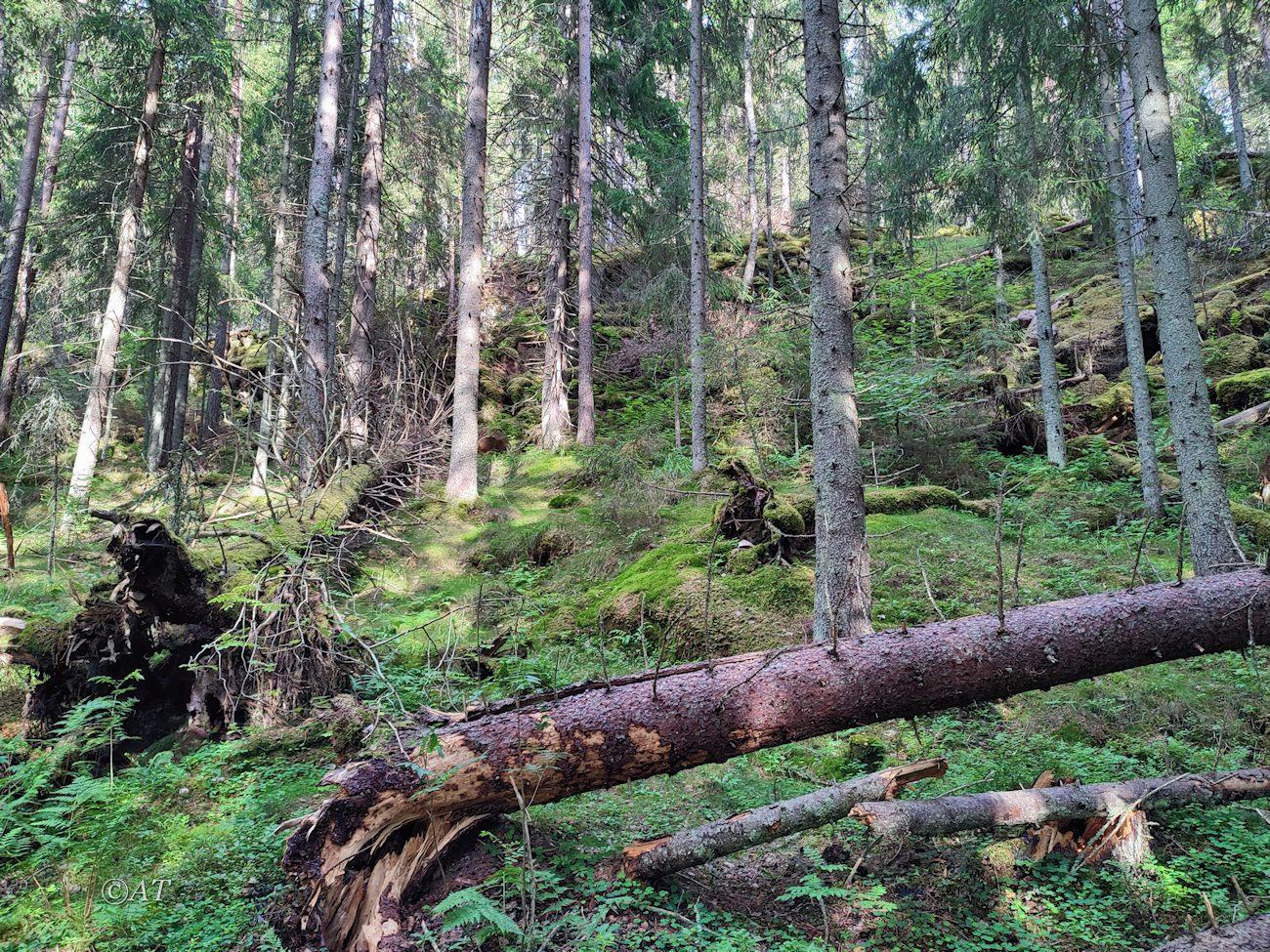 Устье Сюскюянйоки, image of landscape/habitat.