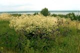 Трахтемиров, image of landscape/habitat.