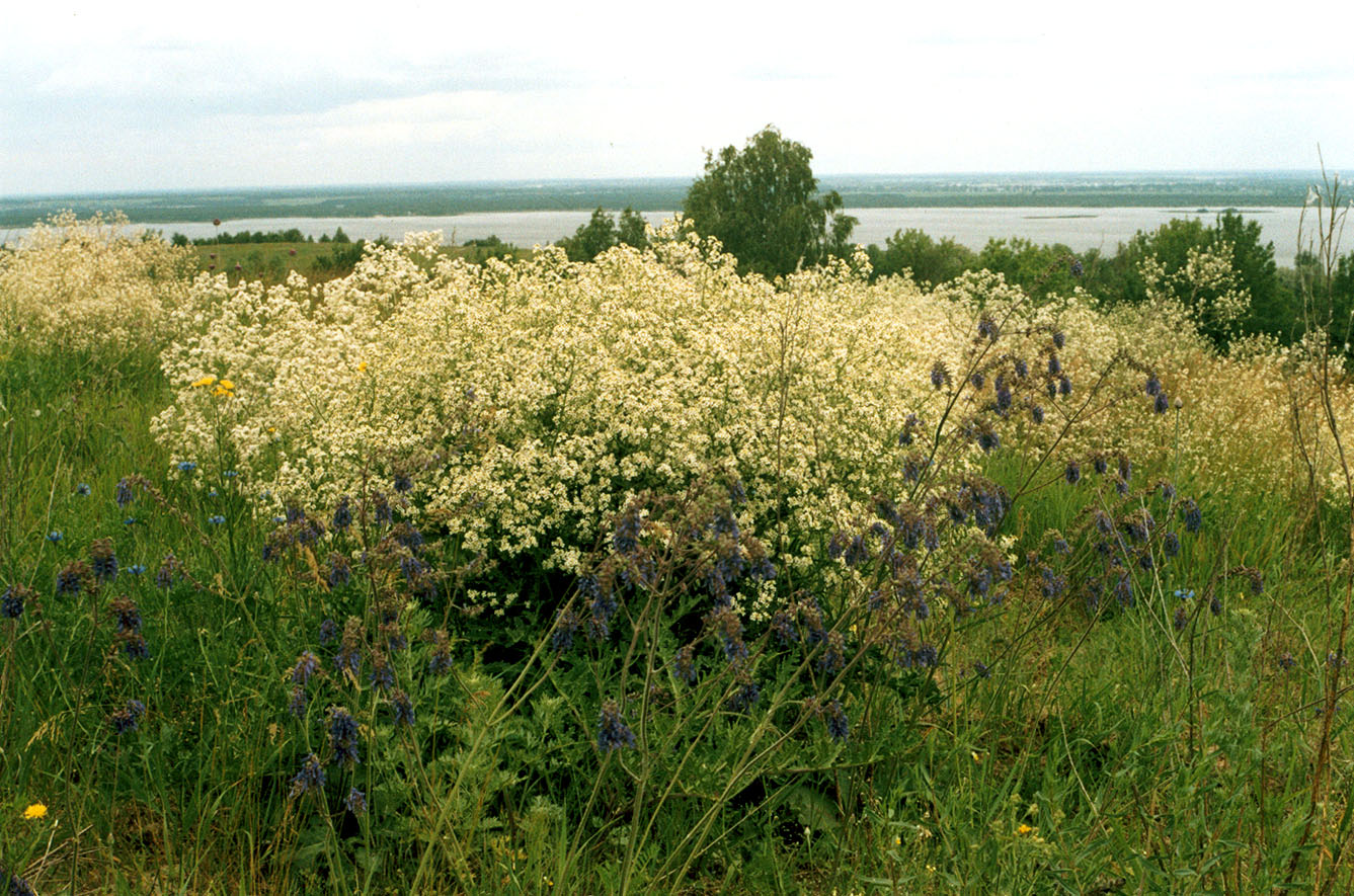 Трахтемиров, image of landscape/habitat.