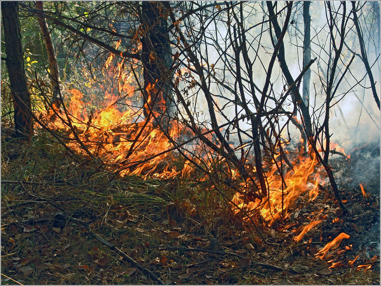 Окрестности Хрипани, image of landscape/habitat.