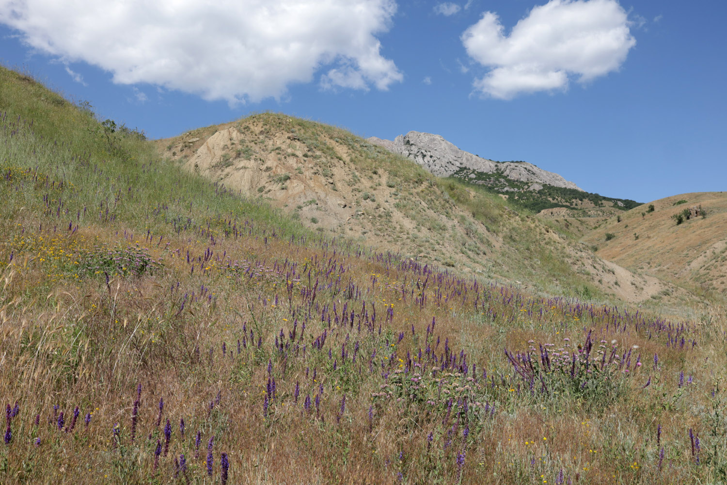 Лисья бухта, image of landscape/habitat.