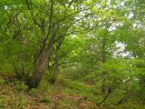 Тиуль-Шаман, image of landscape/habitat.