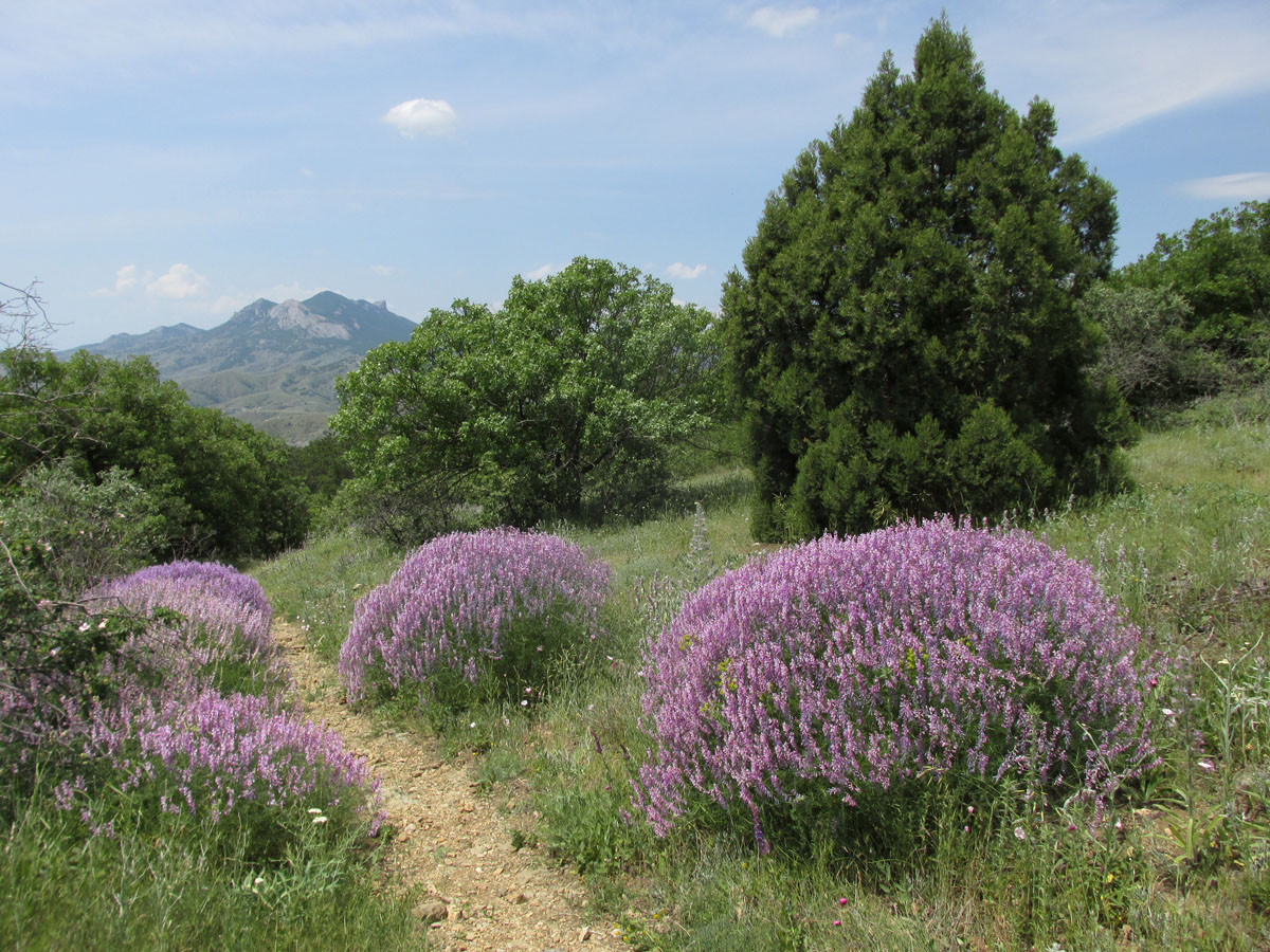 Карадаг, image of landscape/habitat.