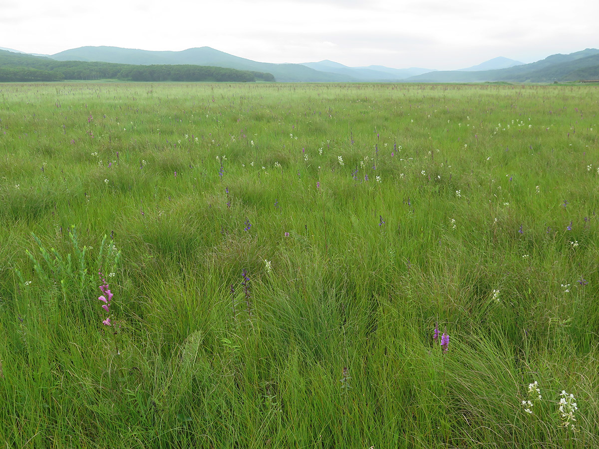 Окрестности бухты Зеркальной, image of landscape/habitat.