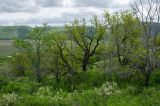 Image of landscape