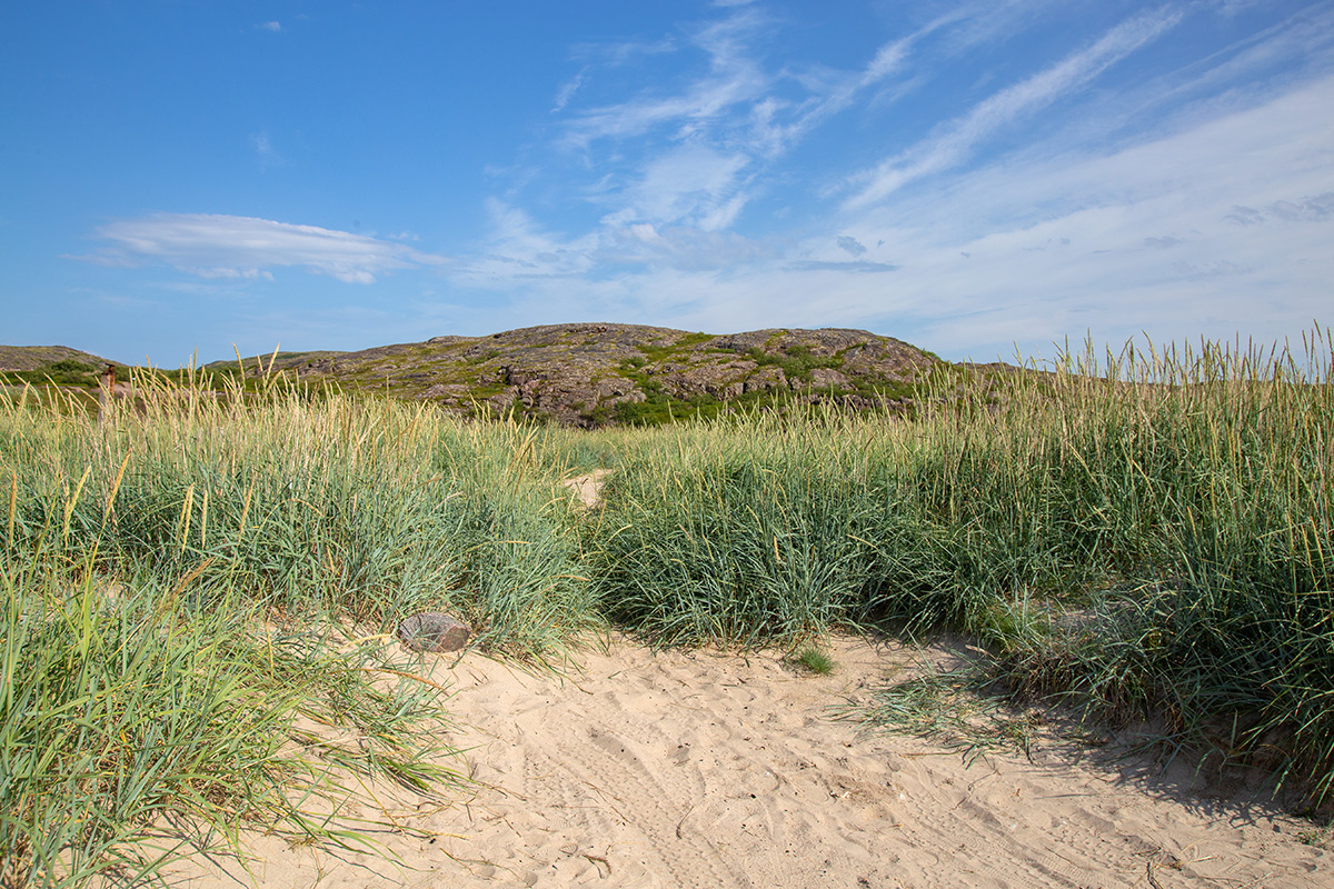 Териберка, image of landscape/habitat.