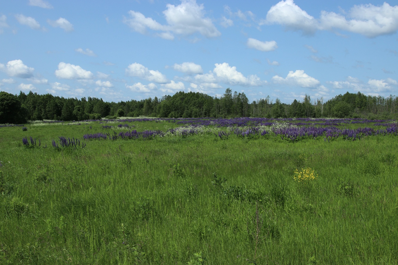 Окрестности Косенково, image of landscape/habitat.