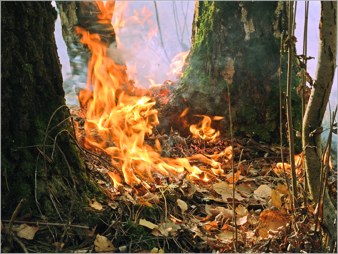 Окрестности Хрипани, image of landscape/habitat.