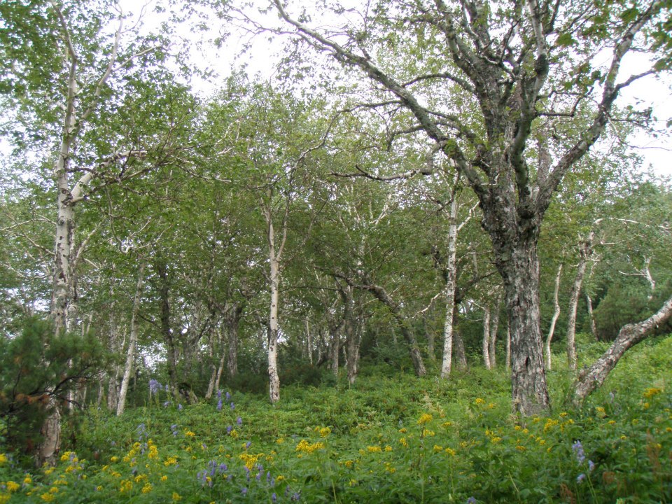 Тиуль-Шаман, image of landscape/habitat.