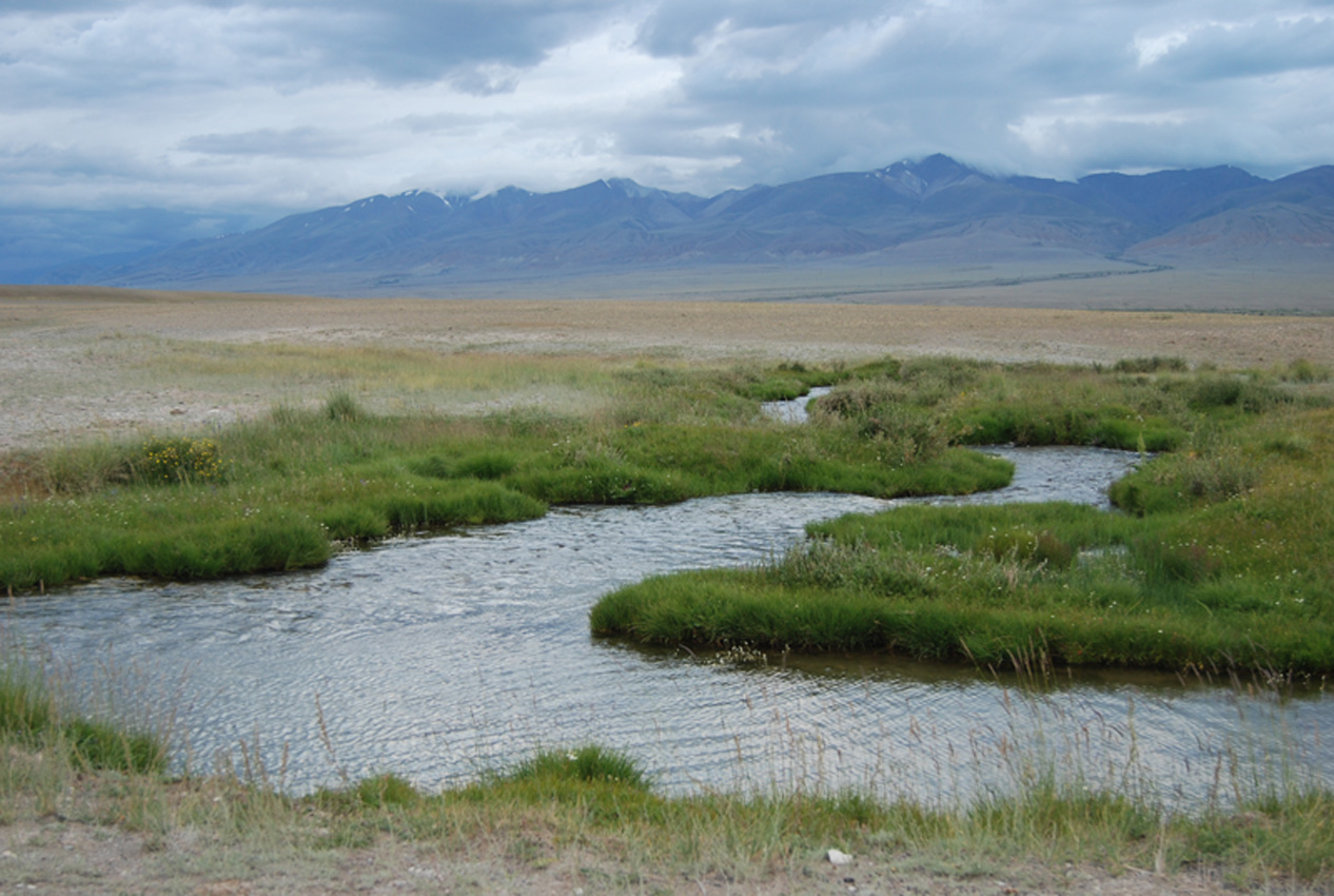 Окрестности села Кош-Агач, image of landscape/habitat.