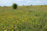 Ильменский глинт, image of landscape/habitat.