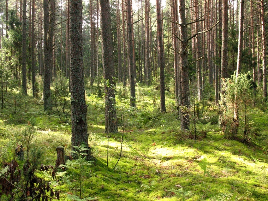 Селигер, image of landscape/habitat.