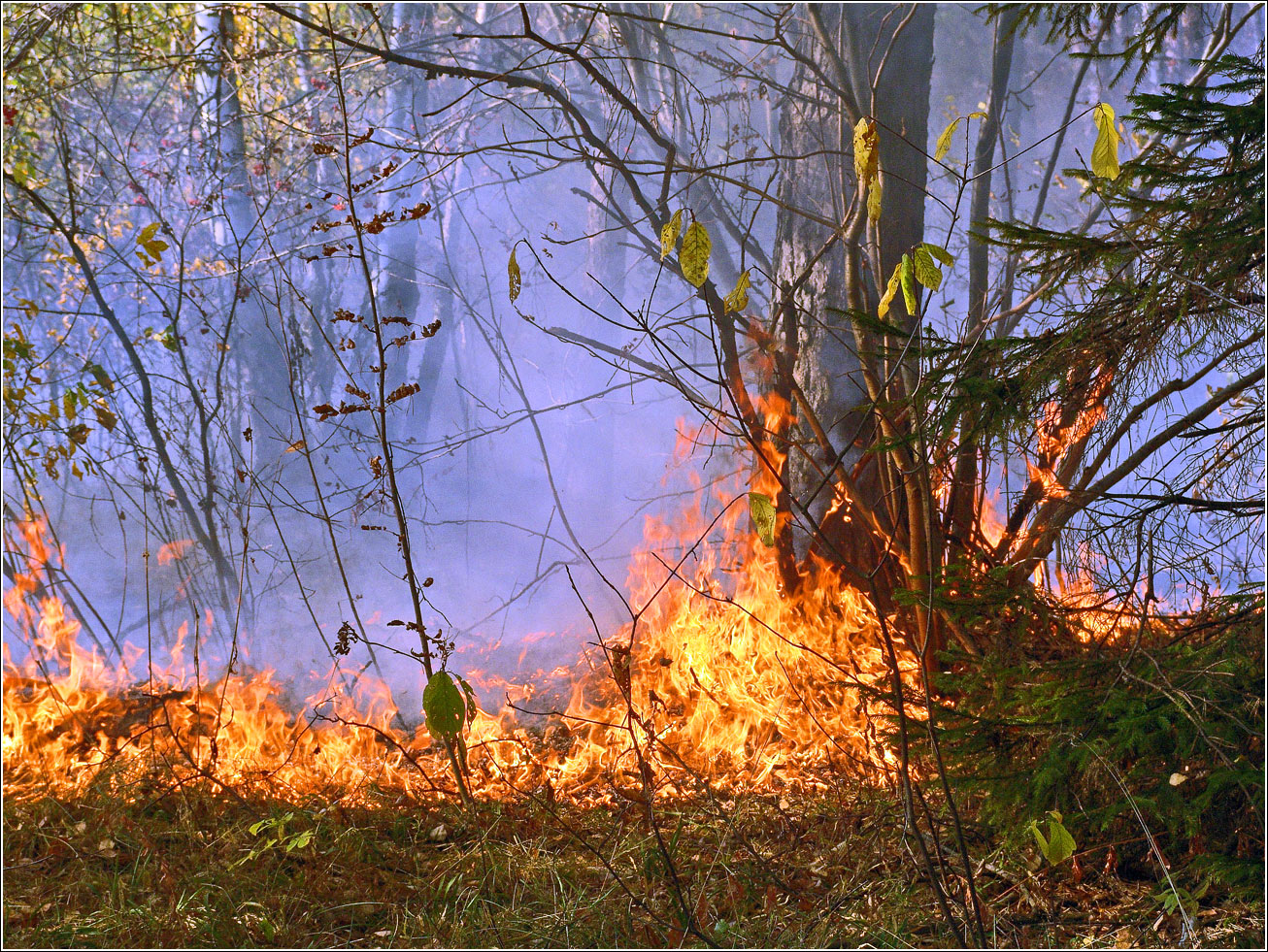 Окрестности Хрипани, image of landscape/habitat.