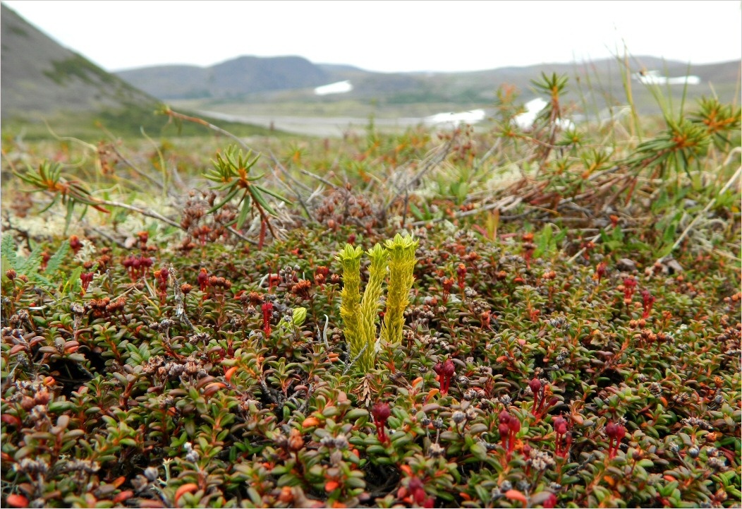 Кершор, image of landscape/habitat.