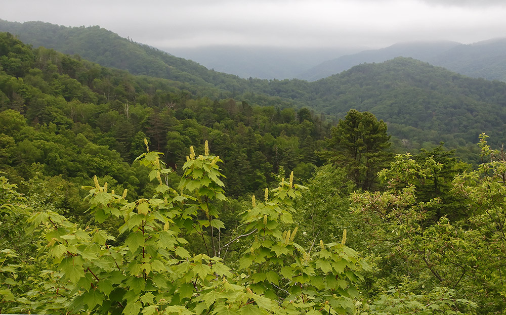 Южный Сихотэ-Алинь, image of landscape/habitat.