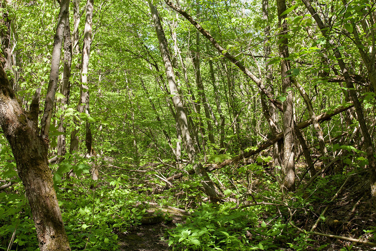 Каньон реки Лава, image of landscape/habitat.
