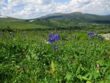 Пустасхыл и соседние вершины, image of landscape/habitat.