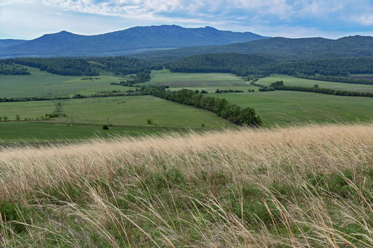 Окрестности села Верх-Киндирла, image of landscape/habitat.