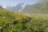 Родниковый ручей, image of landscape/habitat.