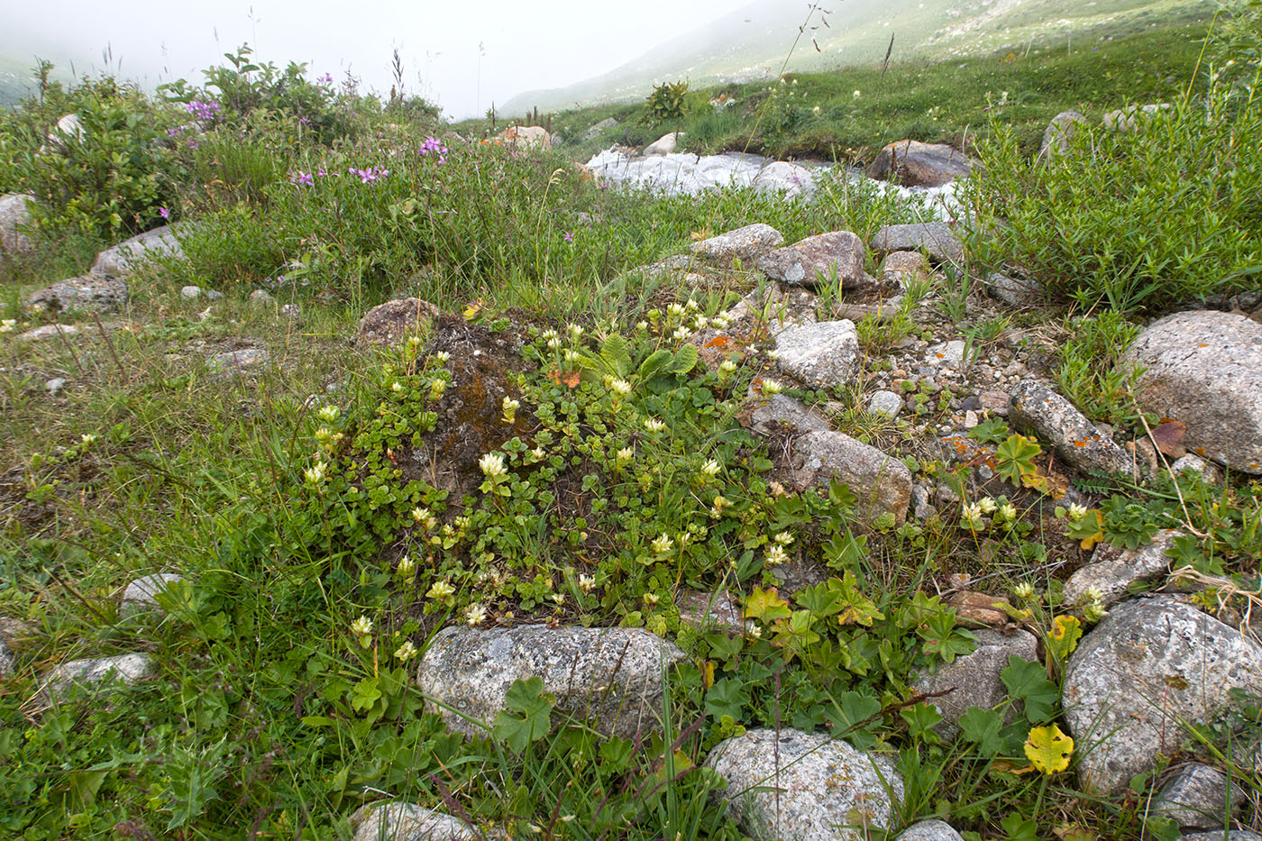 Чайнашки, изображение ландшафта.