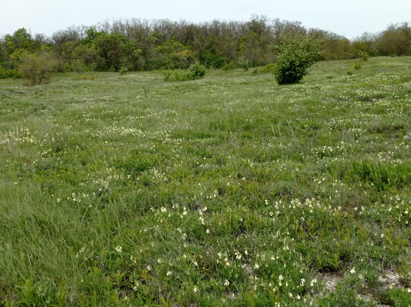 Старобельск, image of landscape/habitat.