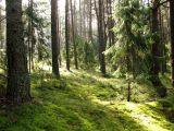Селигер, image of landscape/habitat.