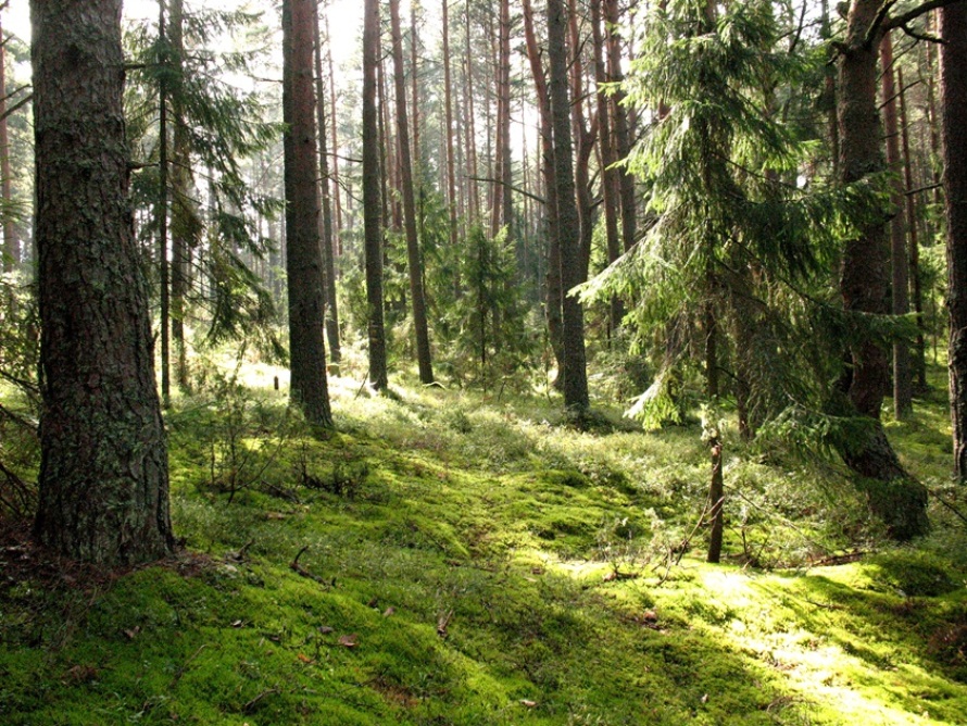 Селигер, image of landscape/habitat.