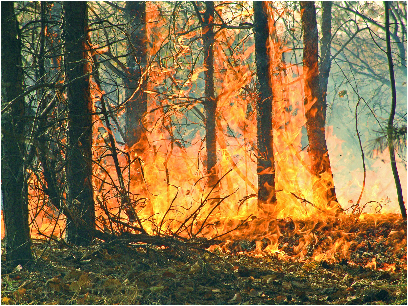 Окрестности Хрипани, image of landscape/habitat.
