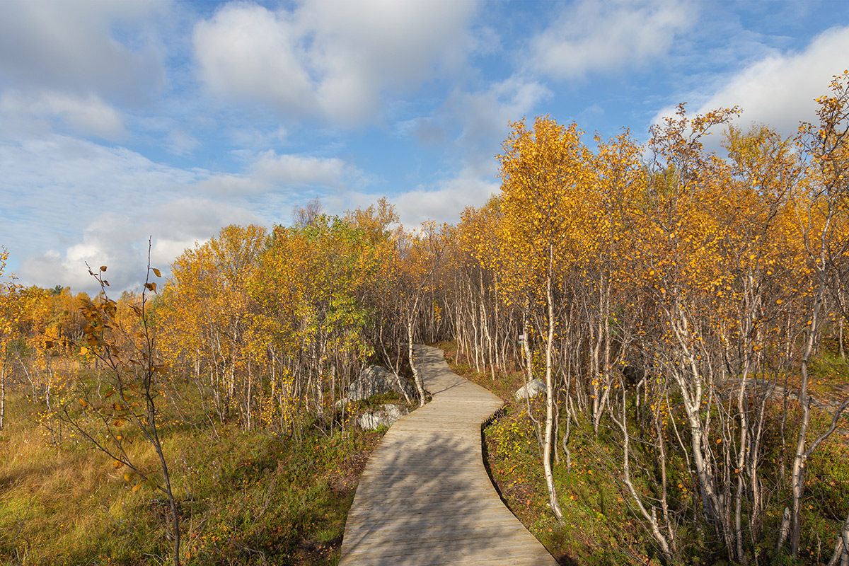 Беличий хвост, image of landscape/habitat.