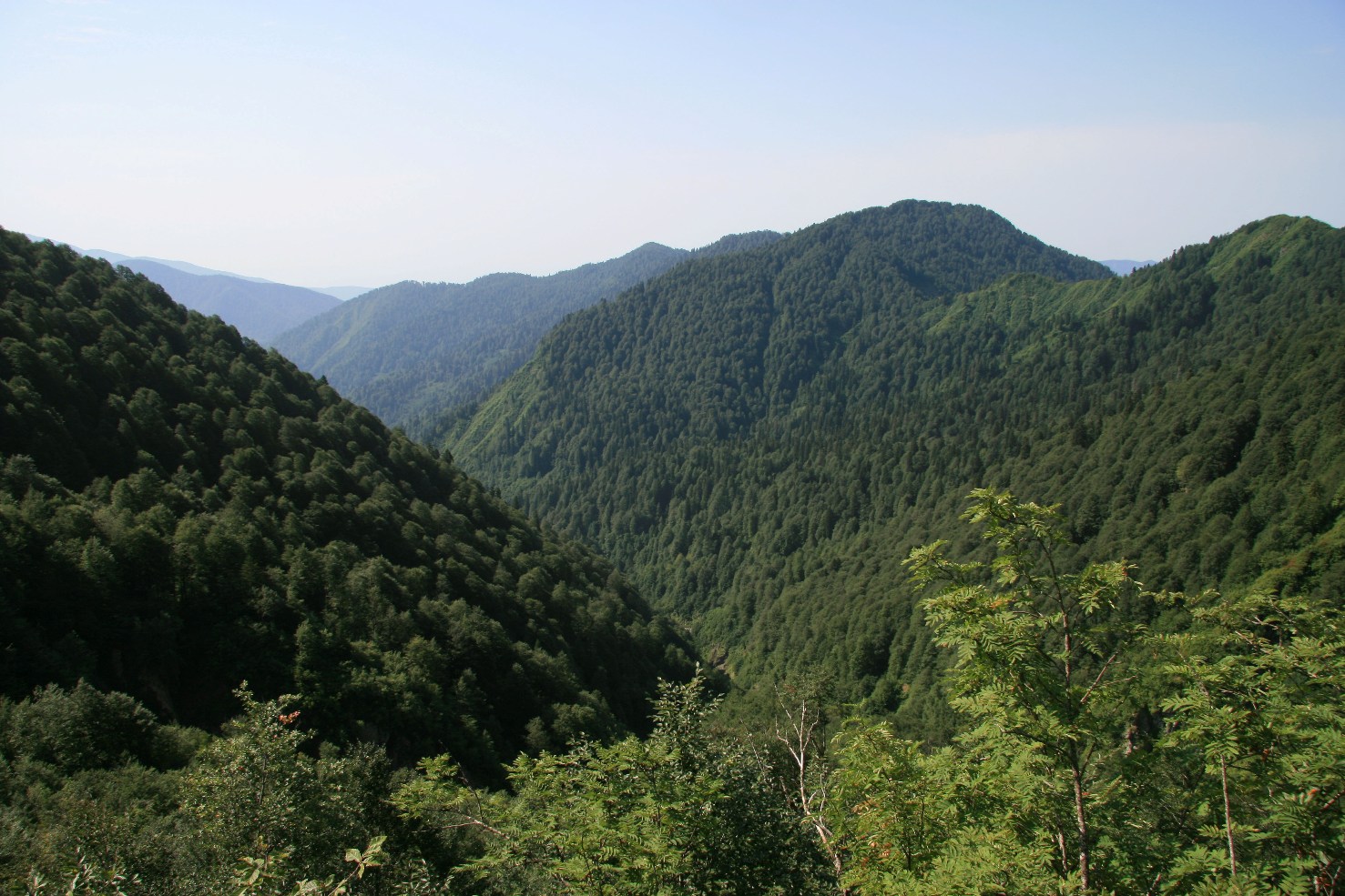 Чедымский хребет, image of landscape/habitat.