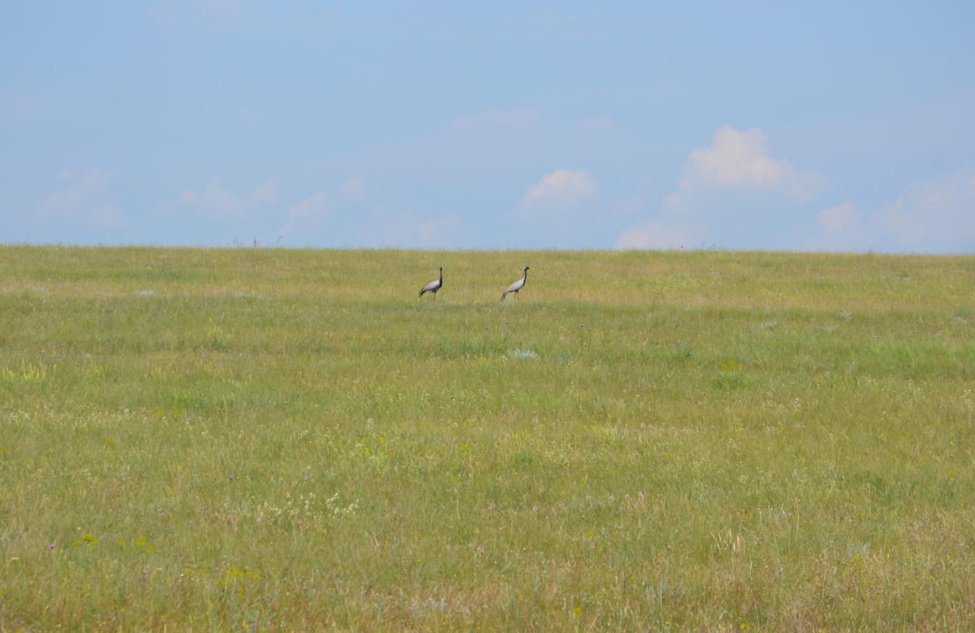 Джангуль, image of landscape/habitat.