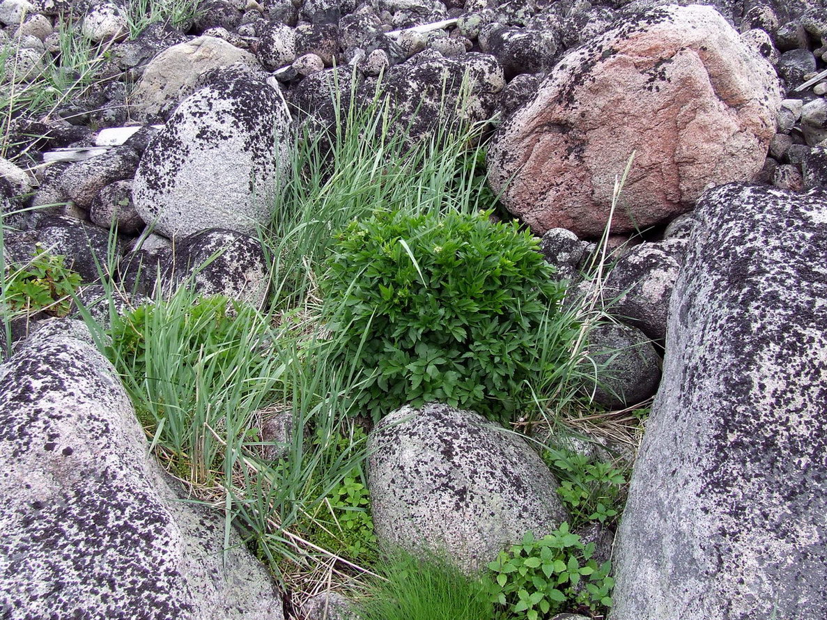 Дальние Зеленцы, image of landscape/habitat.