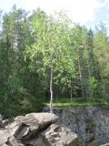 Image of landscape