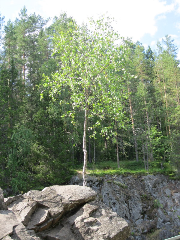 Природный заповедник Кивач, изображение ландшафта.