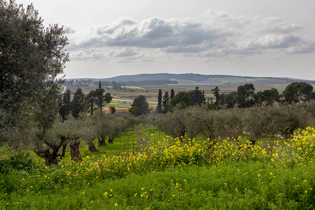 Окрестности Латруна, image of landscape/habitat.