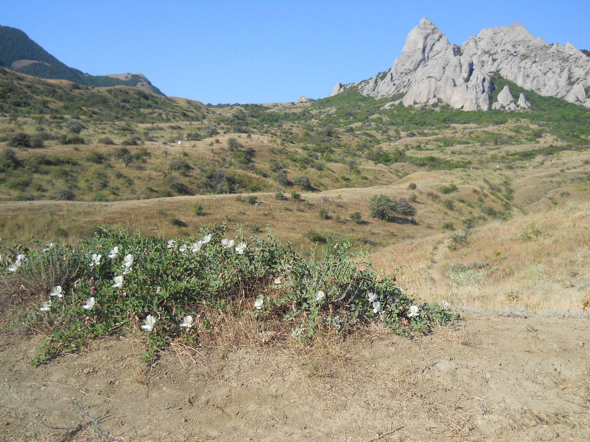 Карадаг, image of landscape/habitat.