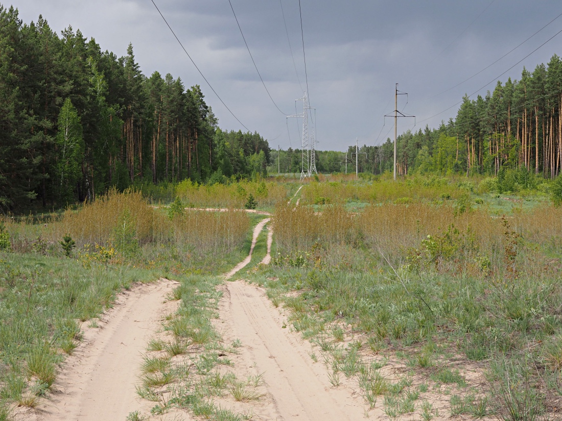 Лебяжинский бор, image of landscape/habitat.