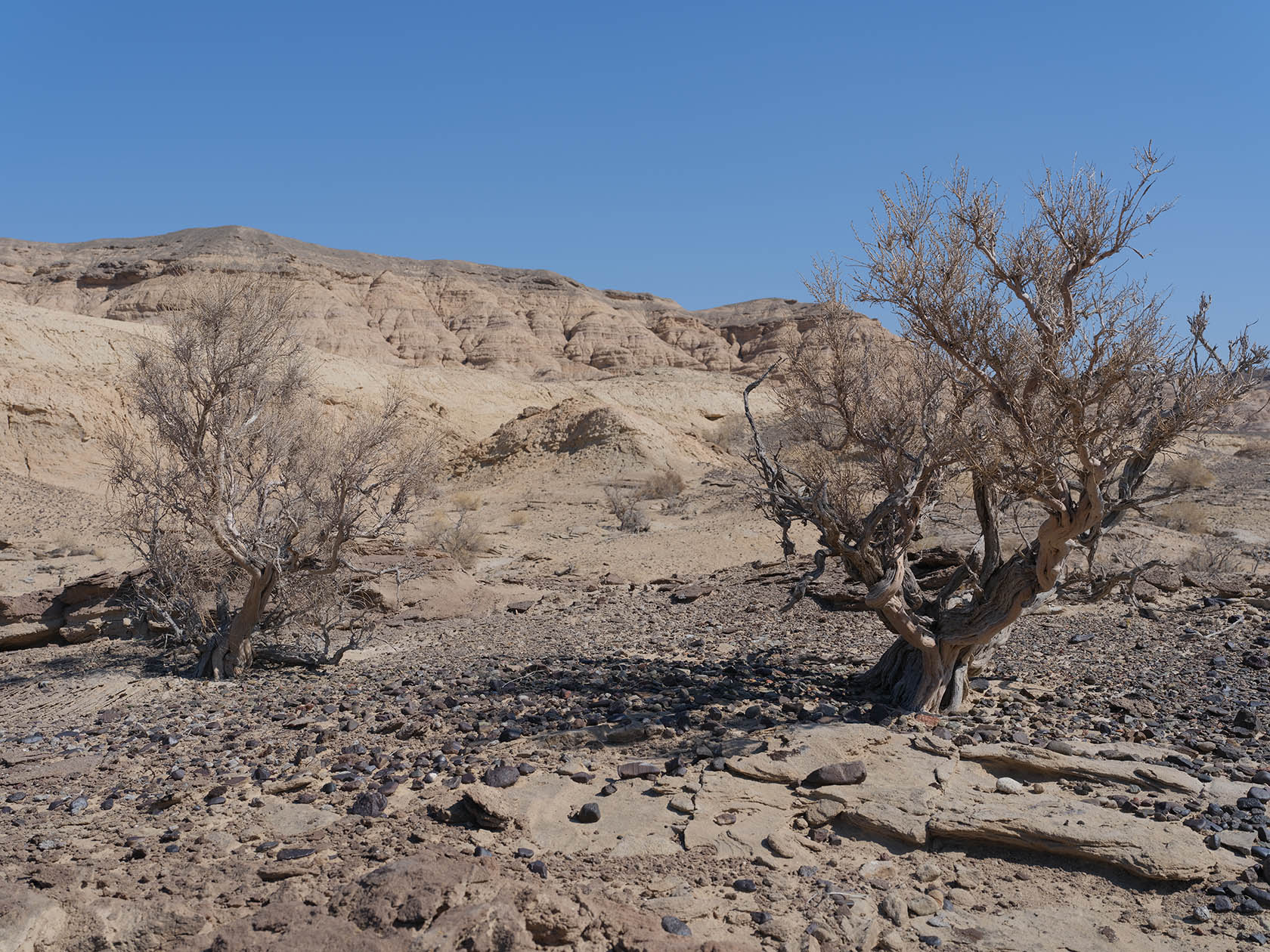 Сарымсакты, image of landscape/habitat.