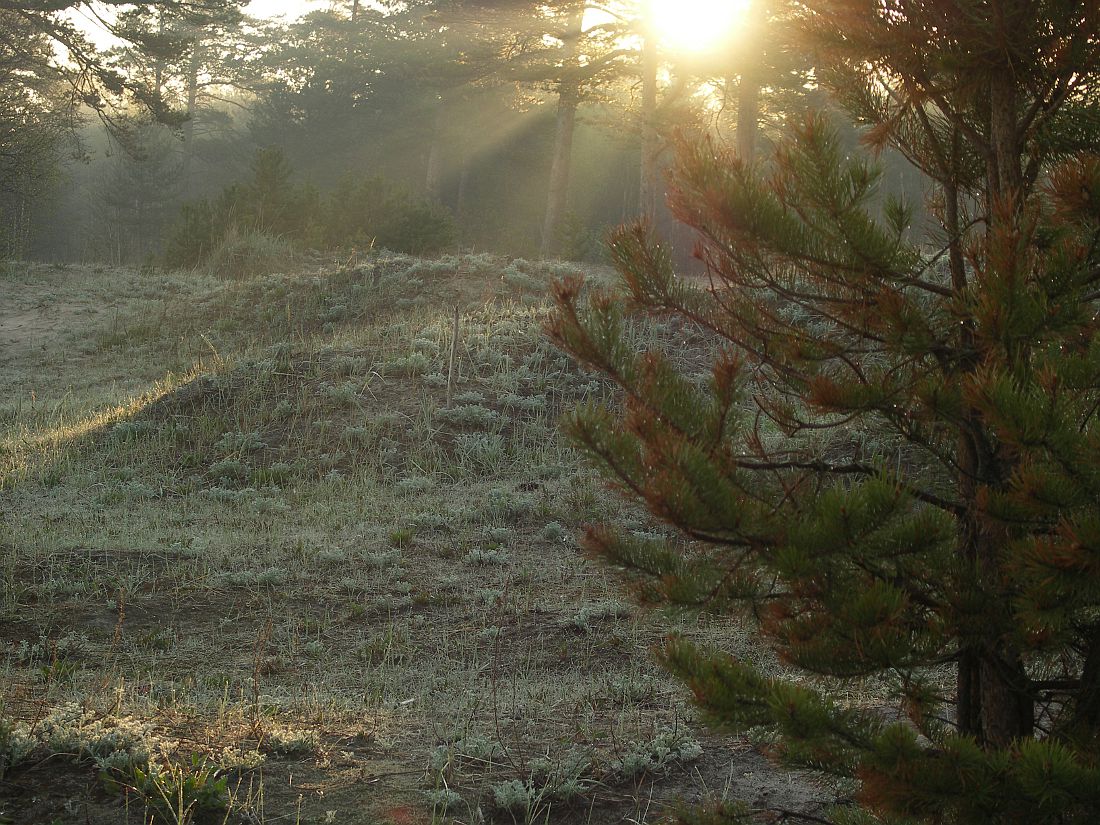 Ягры, image of landscape/habitat.