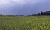 Закамск, image of landscape/habitat.