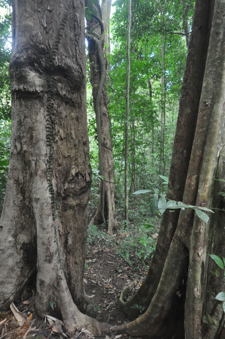 Окрестности лагеря "Lupa Masa", image of landscape/habitat.