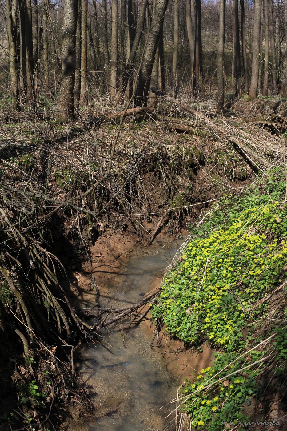 Дубна и окрестности, image of landscape/habitat.