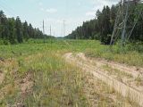Лебяжинский бор, image of landscape/habitat.