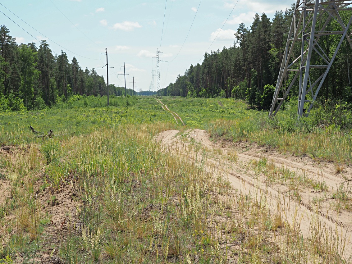 Лебяжинский бор, image of landscape/habitat.