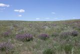 Донузлав (верховья), image of landscape/habitat.