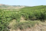 Джавандаг, image of landscape/habitat.