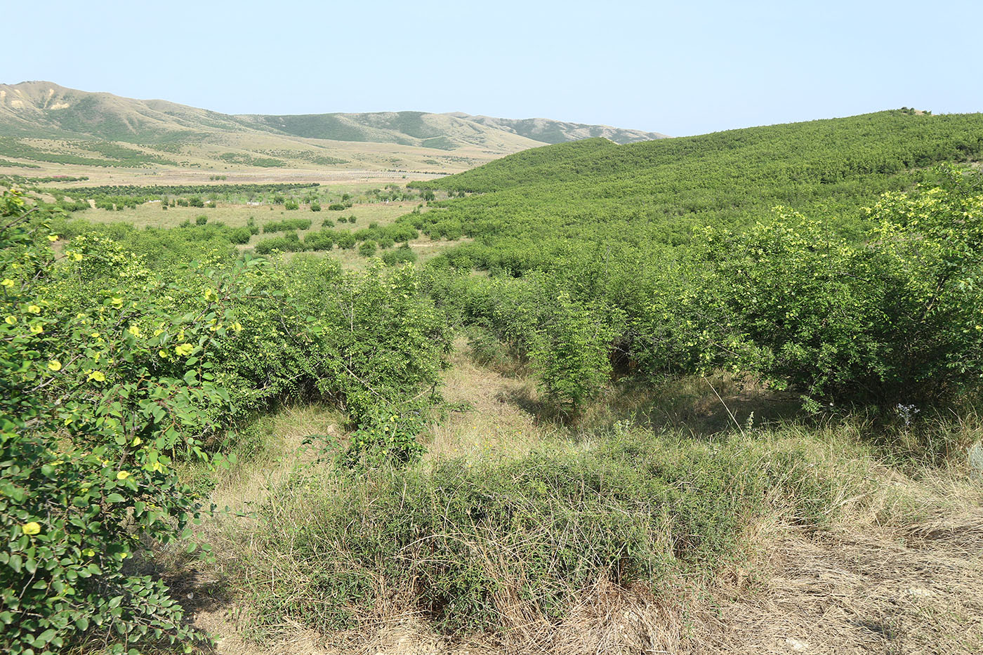 Джавандаг, image of landscape/habitat.