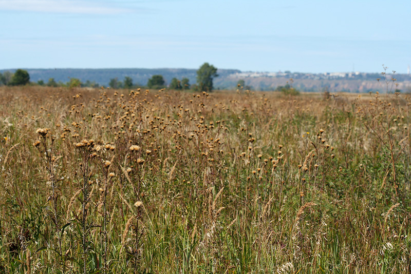 Елабужские луга, image of landscape/habitat.