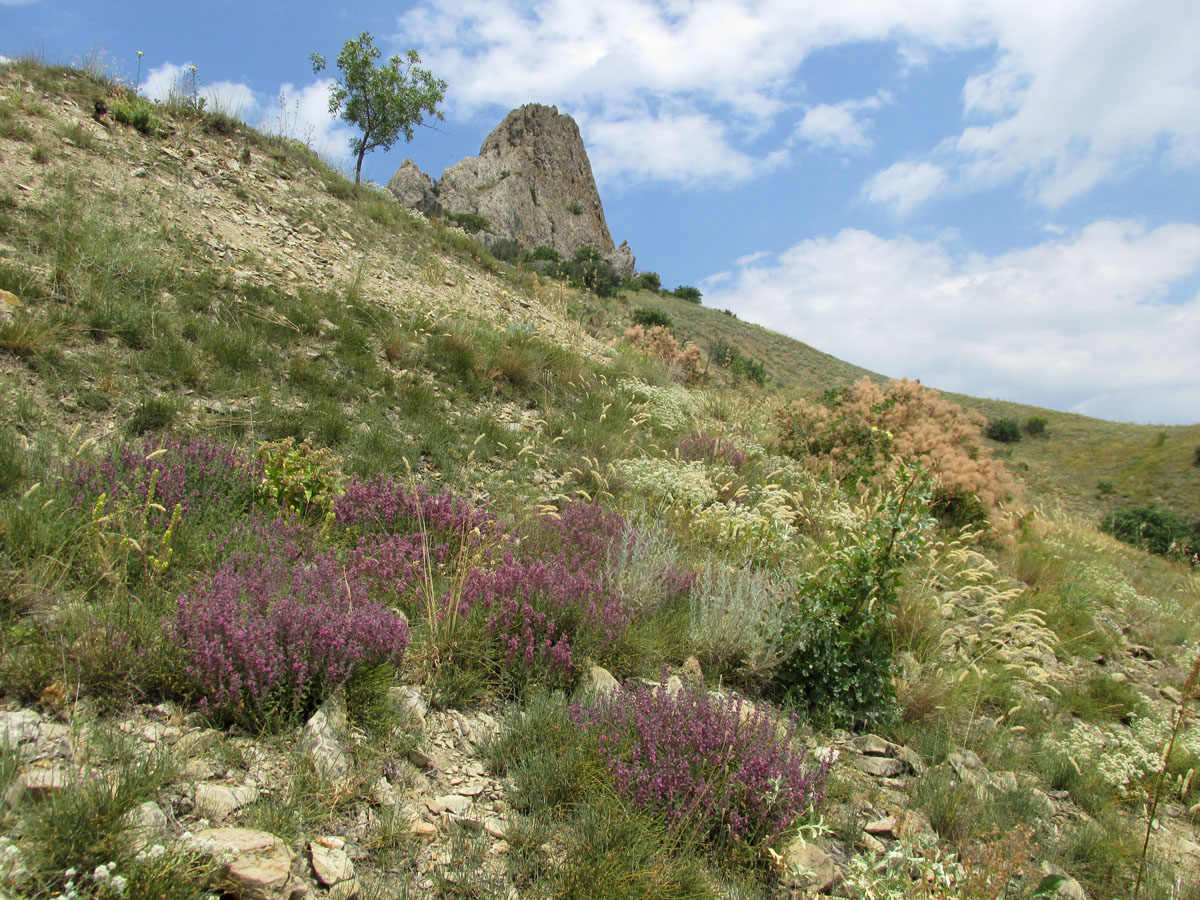 Карадаг, image of landscape/habitat.