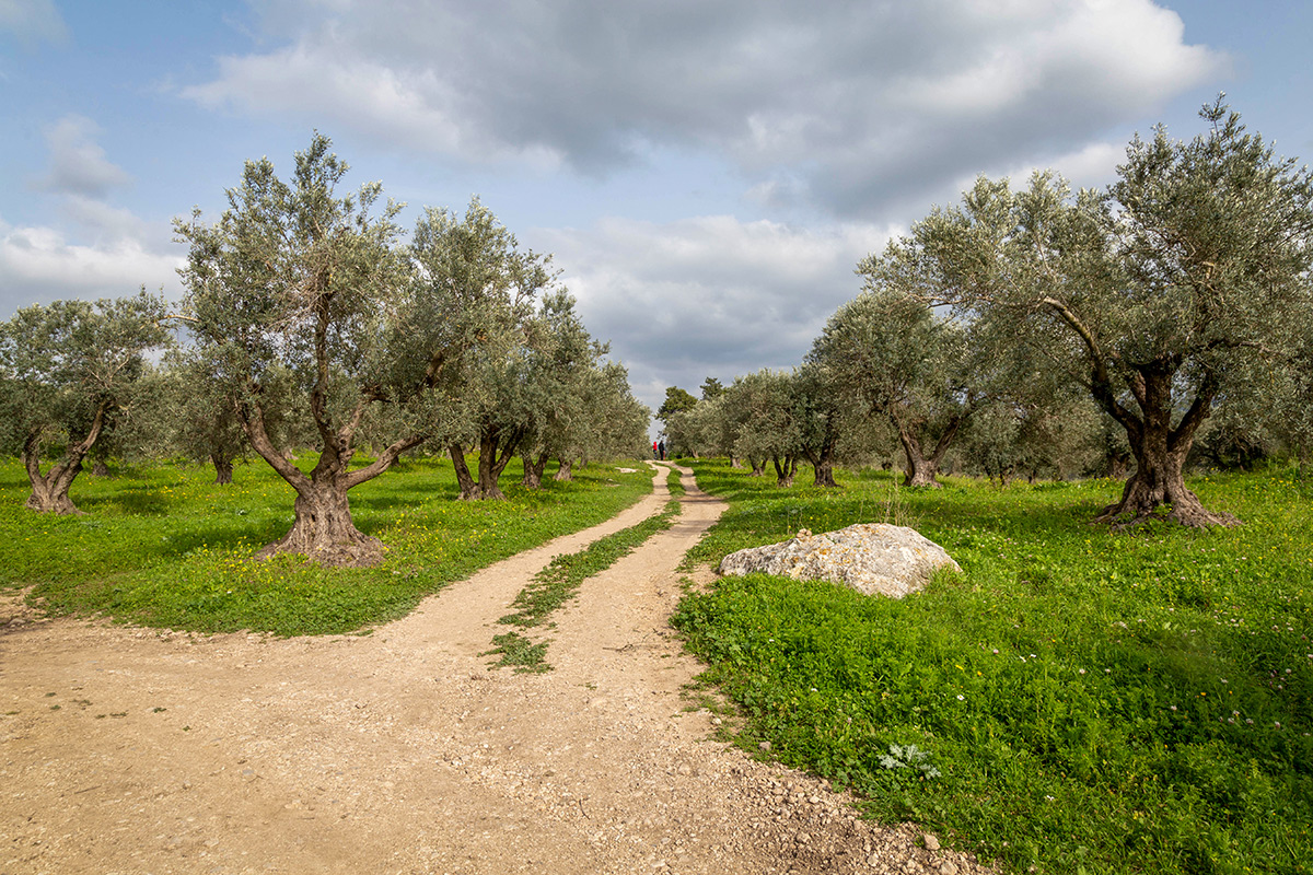 Окрестности Латруна, image of landscape/habitat.